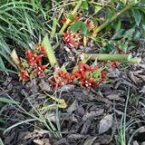 「生まれて初めて見た」ミョウガに赤い実　那須烏山の伊藤さん方