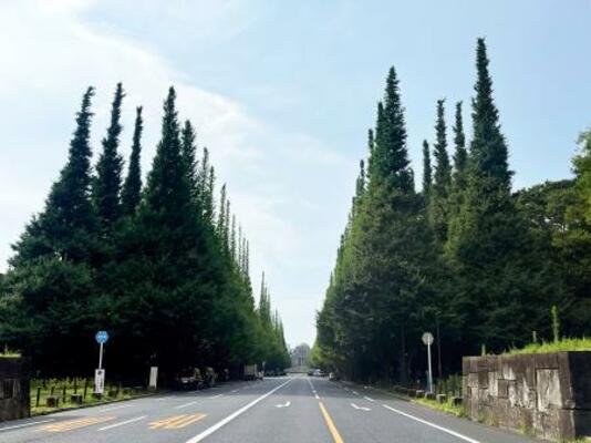 　遠近法で描かれた絵のようなイチョウ並木＝東京都港区