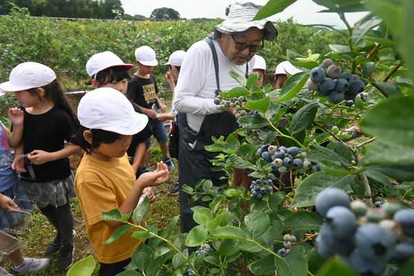 ブルーベリーを摘み取る子どもたち