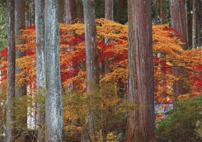 「大木に守られ染まる紅葉」板垣昇（日光）