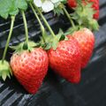 【速報】栃木県産イチゴ販売額、5年連続で過去最高 2026年産 全国1位が確実に