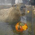 カピバラもカボチャ風呂でハロウィーン気分 那須どうぶつ王国でイベント