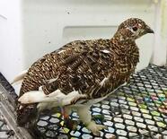 ニホンライチョウの成鳥１羽死ぬ