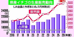 【詳報】栃木県産イチゴ販売額、過去最高を更新 出荷量ともに全国1位確実…
