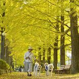 晩秋の訪れ告げる黄金色の並木　宇都宮でイチョウの黄葉見頃　20日ごろまで