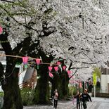 桜の満開　予想よりも遅く「見頃はこれから」　県内各地で対応追われる、ラ…
