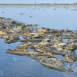 「ひどい臭い」魚が大量死　少なくとも数千匹か　渡良瀬遊水地の谷中湖