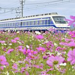 「カルピス列車」と共演も　足利の東武県駅でコスモス見頃