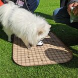 那須ハイで犬が主役の謎解きゲーム　愛犬との夏休み満喫を