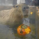 カピバラもカボチャ風呂でハロウィーン気分　那須どうぶつ王国でイベント