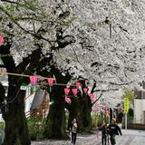 桜の満開　予想よりも遅く「見頃はこれから」　県内各地で対応追われる、ライトアップ期間変更も