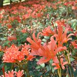 キツネノカミソリ見頃　みかも山公園で「８月上旬まで楽しめる」
