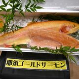 ここまで黄金色「珍しい」　矢板の漁業生産組合が「那須ゴールドサーモン」開発