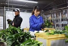 働きながら旅行したい人とマッチング　那須塩原の益子農園でイベント　農業の人手不足解消にも