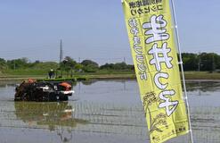 「生井っ子」田植え進む