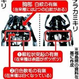 外来カミキリ、拡大懸念　在来種に酷似もトチノキ食害　県、情報提供を呼びかけ