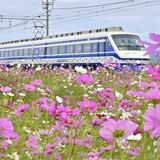 「カルピス列車」と共演も　足利の東武県駅でコスモス見頃