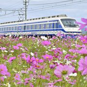 「カルピス列車」と共演も　足利の東武県駅でコスモス見頃
