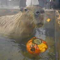 カピバラもカボチャ風呂でハロウィーン気…