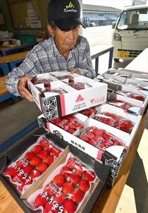 県産イチゴ「とちあいか」初出荷