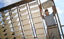 冷や麦の天日干し作業