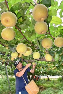 ナシ「幸水」収穫最盛期　芳賀
