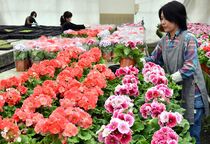 サクラソウ出荷最盛期　宇都宮