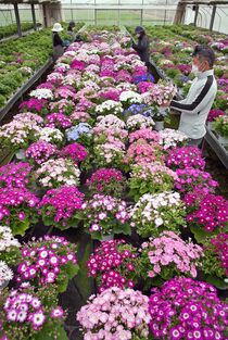 サイネリアの出荷始まる　小山