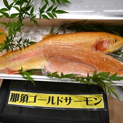 ここまで黄金色「珍しい」　矢板の漁業生産組合が「那須ゴールドサーモン」開発