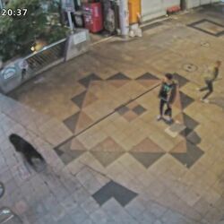 宇都宮のクマ、市街地を縦横無尽 見えぬ姿で市民の生活翻弄《緊急連載》