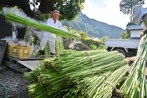 ピークを迎えている麻の収穫。刈り取り後は、熱湯に入れて殺菌する「湯かけ」作業に追われる＝11日午後３時、鹿沼市永野地区