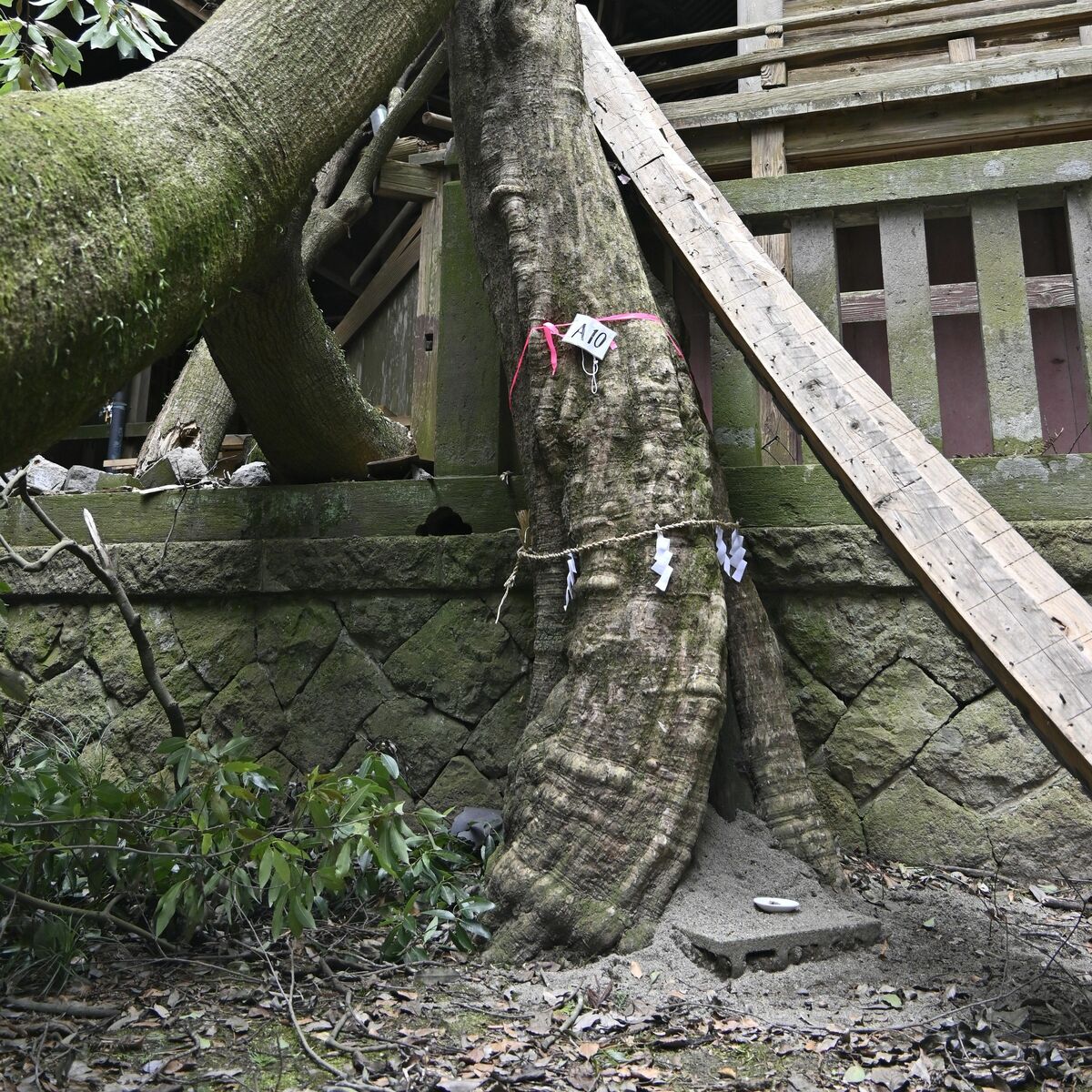 小山・高椅神社の御神木「柿木さま」の不思議なパワー 大雨や突風にも