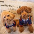 「愛犬と特別な思い出を」 東武鉄道などが日光宿泊ツアーを初企画 ヴィラ滞在など2コース用意し25、26日