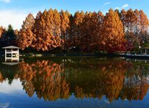 水鏡に映る黄金色の木々　宇都宮、県中央公園でメタセコイアの紅葉見頃【動…