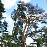 侍塚古墳で松くい虫被害　大田原の国指定史跡　地元「一刻も早く対策を」