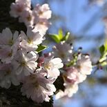 小山の思川桜開花、昨年より５日早く開花　満開は10日ごろ予想