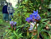 秋風にそよぐかれんな青紫　栃木