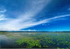 ７月にラムサーム条約湿地に登録された福島県・猪苗代湖 希少植物「アサザ」が湖面を彩り、見頃に