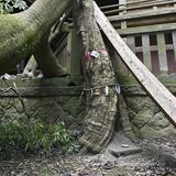 小山・高椅神社の御神木「柿木さま」の不思議なパワー　大雨や突風にも耐え、根元には「イボ取り」の砂？