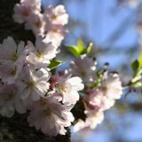 小山の思川桜開花、昨年より５日早く　満開は10日ごろ予想
