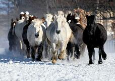雪上駆ける馬の群れに見物客歓声