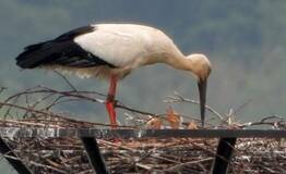 ひな３羽を確認