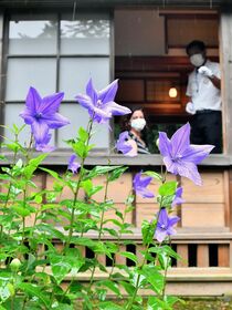 日光田母沢御用邸でキキョウ見頃