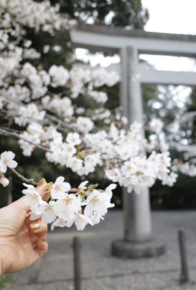 長男が小学校に入学した年に撮影した桜