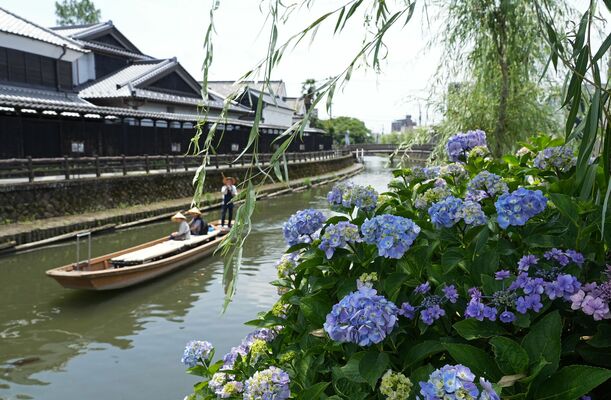 巴波川沿いを彩るアジサイ