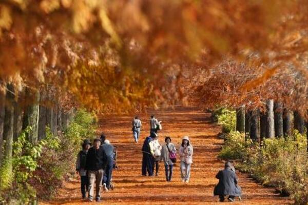 兵庫県加東市の県立播磨中央公園で見頃を迎えたラクウショウの紅葉=11月