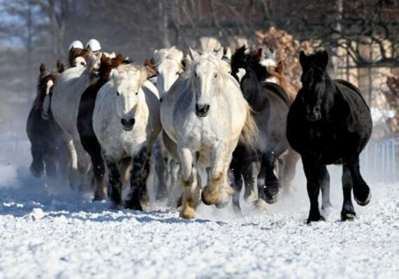 　冬季の運動不足解消や難産防止のため雪上を走る重種馬たち＝２３日午前、北海道音更町
