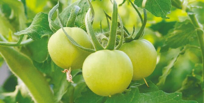 これからさらに大きく、赤く実るトマト