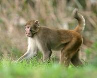 アカゲザル完全排除目指す