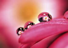 銀賞　「ピンクマーガレット」